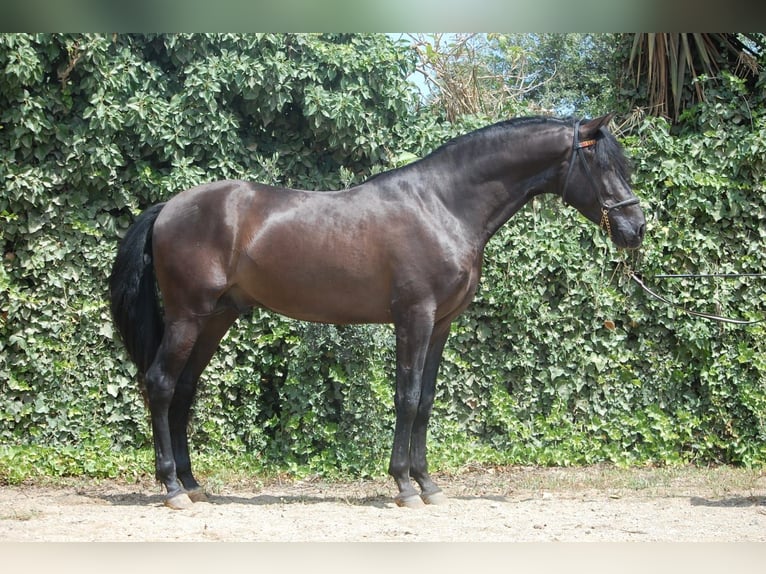 PRE Mestizo Semental 6 años 158 cm Negro in Barcelona