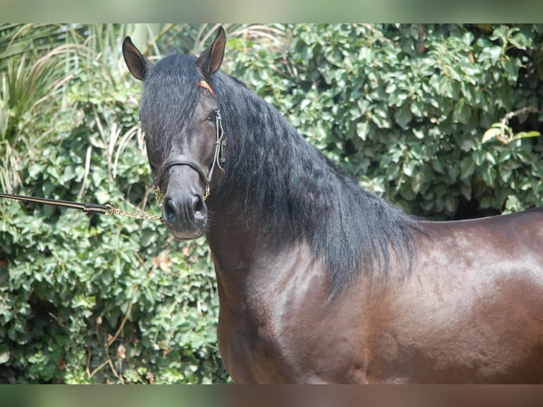 PRE Mestizo Semental 6 años 158 cm Negro in Barcelona