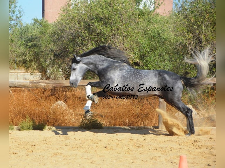 PRE Mestizo Semental 6 años 158 cm Tordo rodado in Vejer de la Frontera