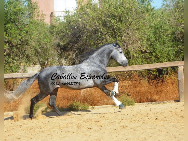 PRE Mestizo Semental 6 años 158 cm Tordo rodado in Vejer de la Frontera