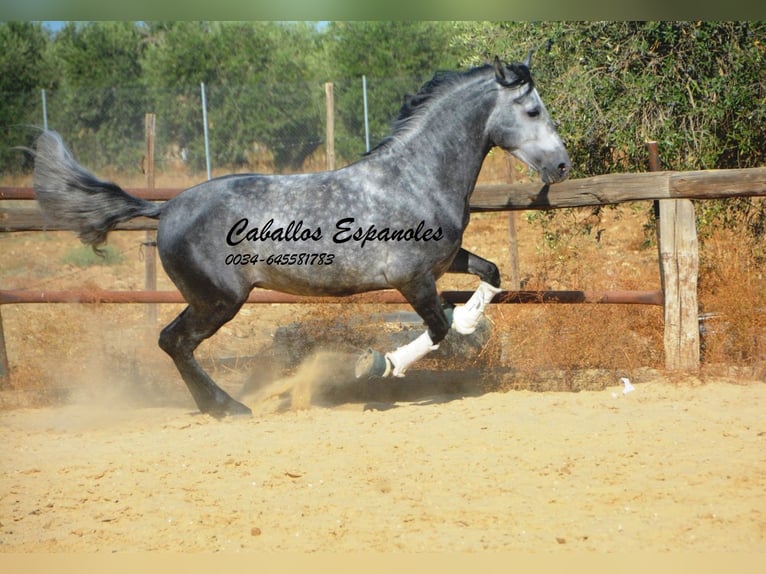 PRE Mestizo Semental 6 años 158 cm Tordo rodado in Vejer de la Frontera