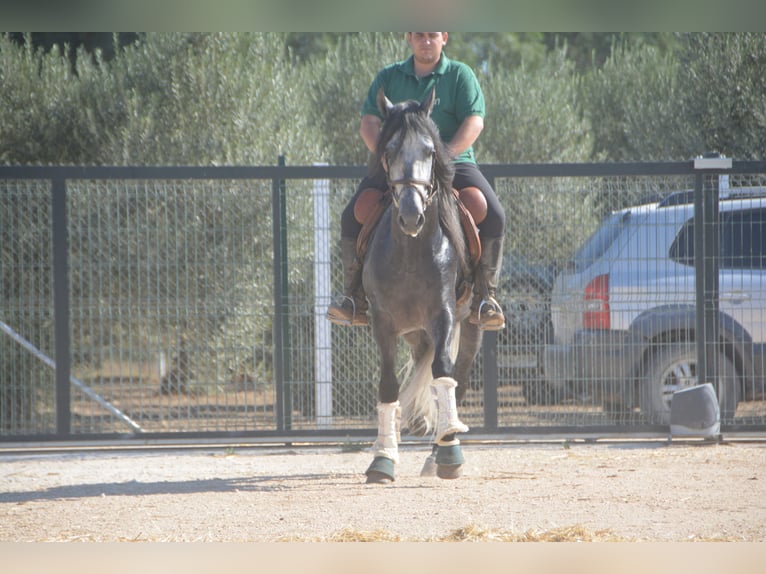 PRE Mestizo Semental 6 años 158 cm Tordo rodado in Vejer de la Frontera