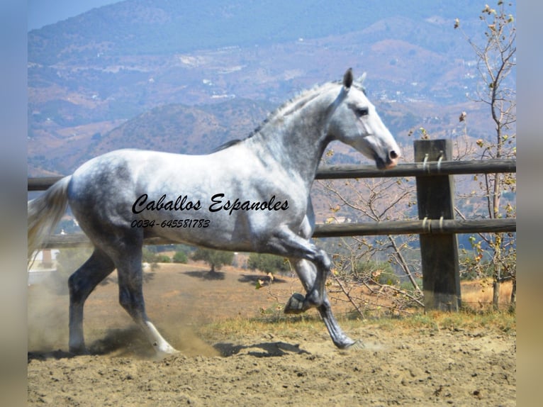 PRE Mestizo Semental 6 años 159 cm Tordo in Vejer de la Frontera