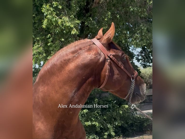 PRE Mestizo Semental 6 años 160 cm Alazán in Sevilla