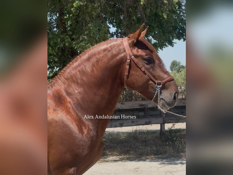 PRE Mestizo Semental 6 años 160 cm Alazán in Sevilla