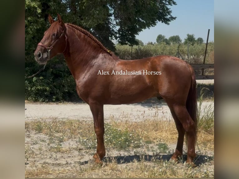 PRE Mestizo Semental 6 años 160 cm Alazán in Sevilla