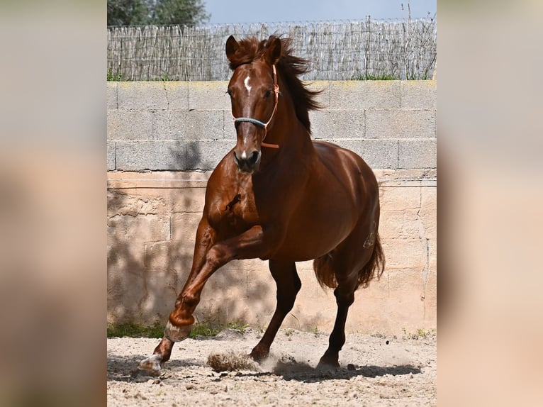 PRE Mestizo Semental 6 años 160 cm Alazán in Mallorca