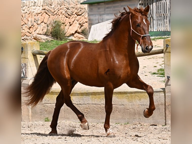 PRE Mestizo Semental 6 años 160 cm Alazán in Mallorca