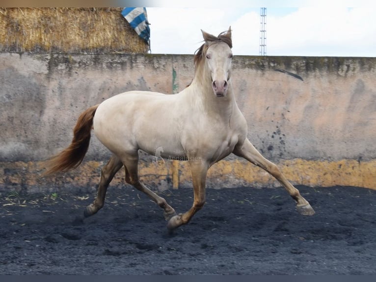 PRE Semental 6 años 160 cm Perla in Provinz Granada