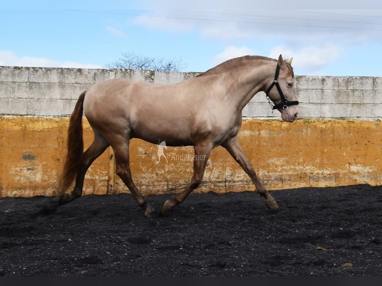 PRE Semental 6 años 160 cm Perla in Provinz Granada