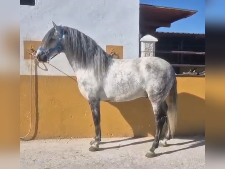 PRE Mestizo Semental 6 años 160 cm Tordo rodado in Martfeld