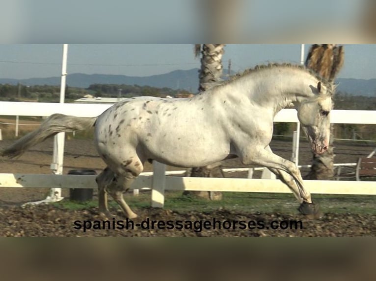 PRE Mestizo Semental 6 años 160 cm White/Blanco in Barcelona