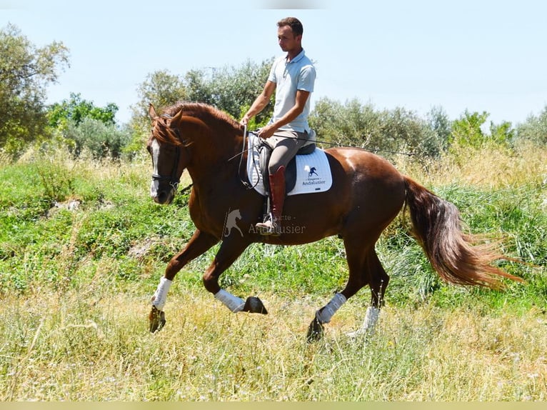 PRE Semental 6 años 161 cm Alazán in Provinz Granada