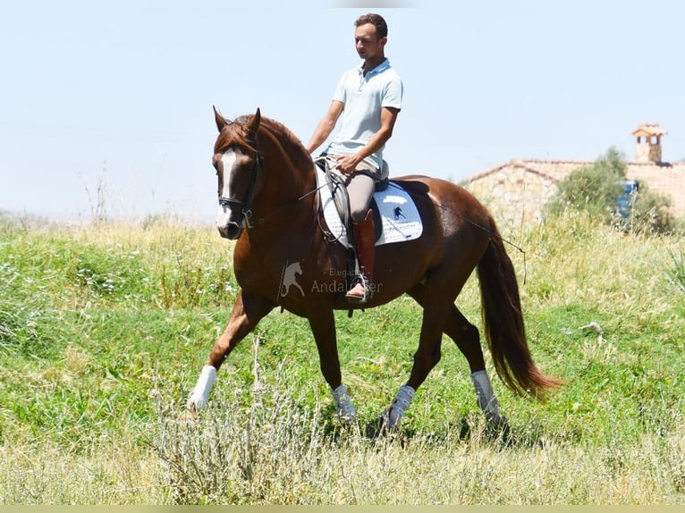PRE Semental 6 años 161 cm Alazán in Provinz Granada