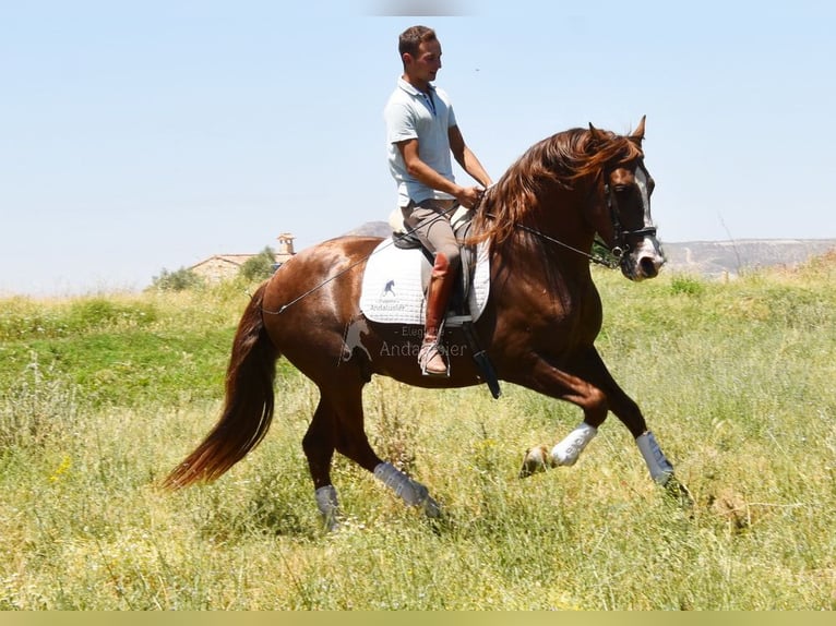 PRE Semental 6 años 161 cm Alazán in Provinz Granada