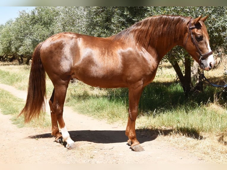 PRE Semental 6 años 161 cm Alazán in Provinz Granada