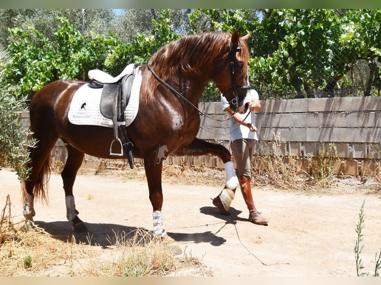 PRE Semental 6 años 161 cm Alazán in Provinz Granada