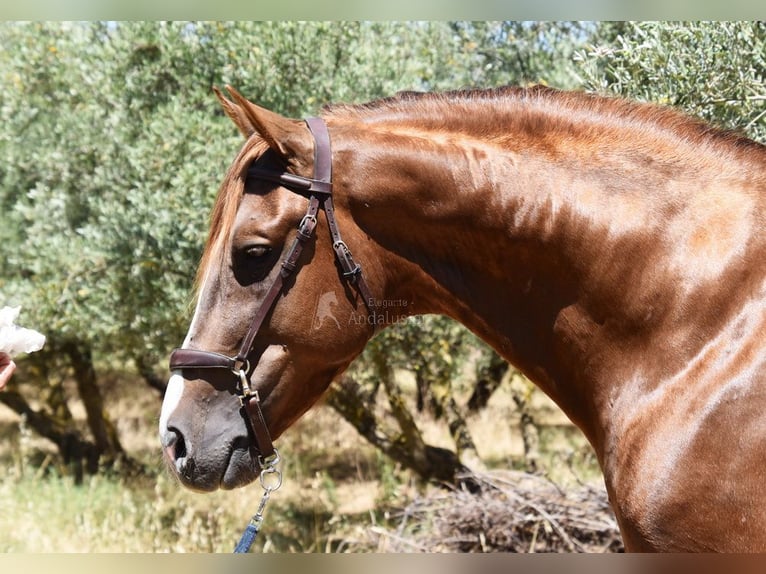 PRE Semental 6 años 161 cm Alazán in Provinz Granada