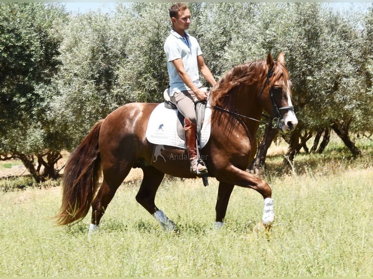 PRE Semental 6 años 161 cm Alazán in Provinz Granada