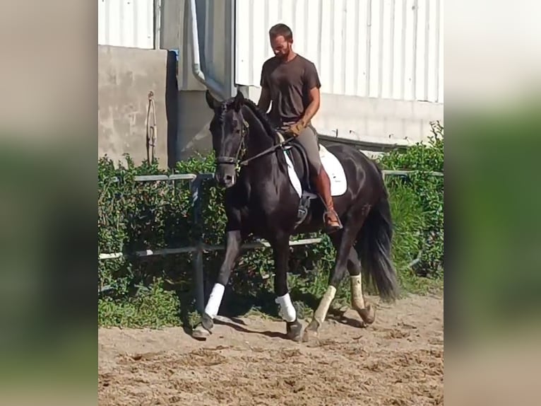 PRE Semental 6 años 161 cm Negro in Vejer de la Frontera