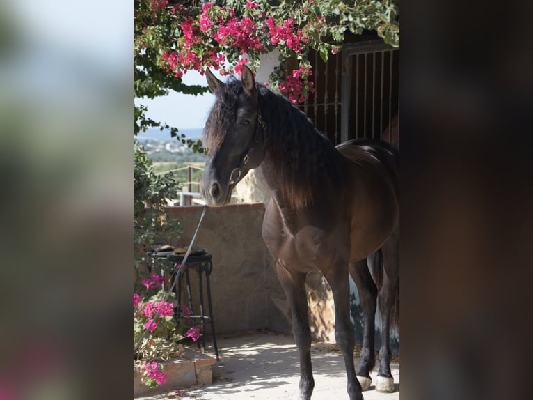 PRE Semental 6 años 161 cm Negro in Vejer de la Frontera