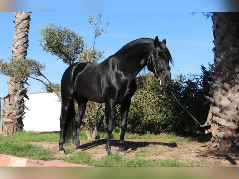 PRE Mestizo Semental 6 años 161 cm Negro in Madrid