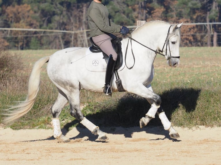 PRE Mestizo Semental 6 años 161 cm Tordo in NAVAS DEL MADRONO