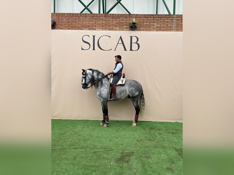 PRE Semental 6 años 161 cm Tordo in Sanlucar
