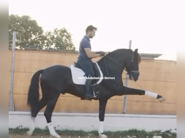 PRE Mestizo Semental 6 años 162 cm Negro in Sevilla