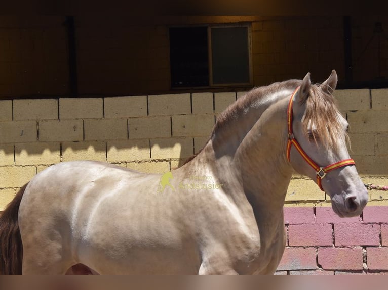 PRE Semental 6 años 162 cm Perla in Provinz Granada