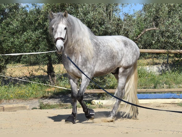 PRE Semental 6 años 162 cm Tordo in Provinz Malaga