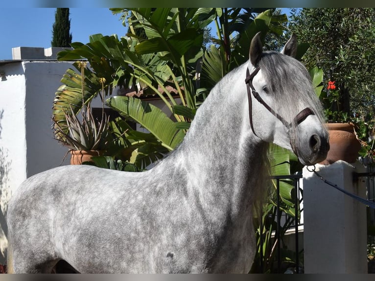 PRE Semental 6 años 162 cm Tordo in Provinz Malaga