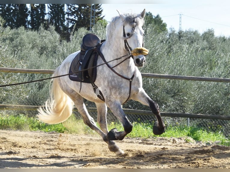 PRE Semental 6 años 162 cm Tordo in Provinz Malaga