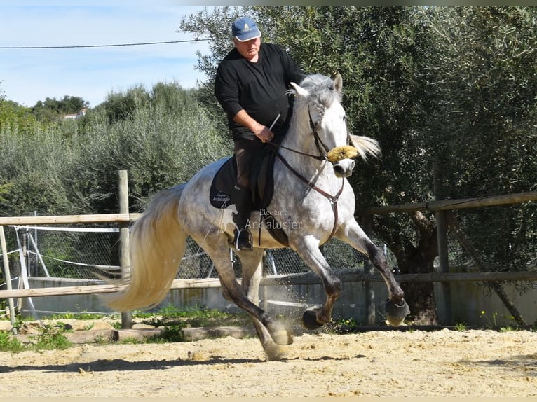 PRE Semental 6 años 162 cm Tordo in Provinz Malaga