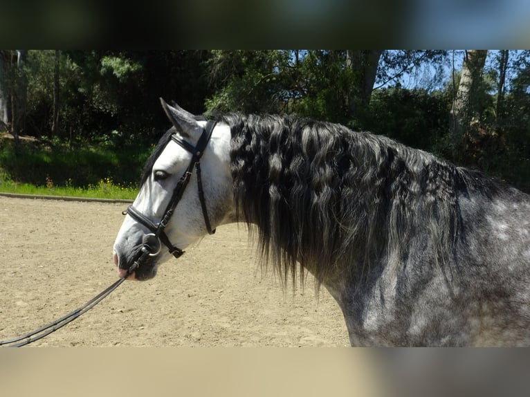 PRE Semental 6 años 162 cm Tordo in Alpera