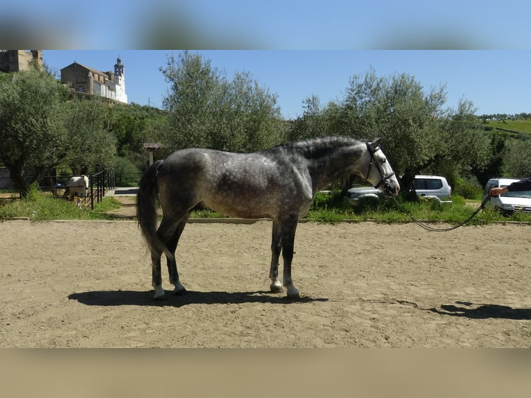PRE Semental 6 años 162 cm Tordo in Alpera