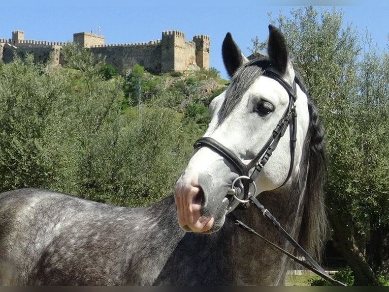 PRE Semental 6 años 162 cm Tordo in Alpera