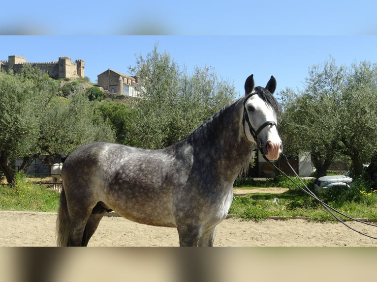 PRE Semental 6 años 162 cm Tordo in Alpera