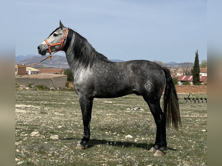 PRE Semental 6 años 162 cm Tordo in Baza