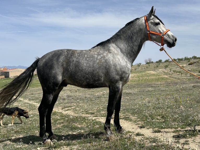 PRE Semental 6 años 162 cm Tordo in Baza