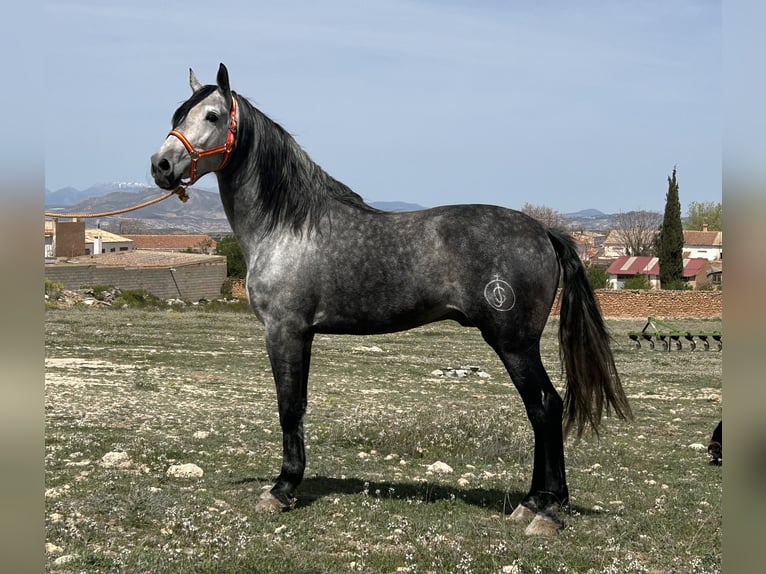 PRE Semental 6 años 162 cm Tordo in Baza