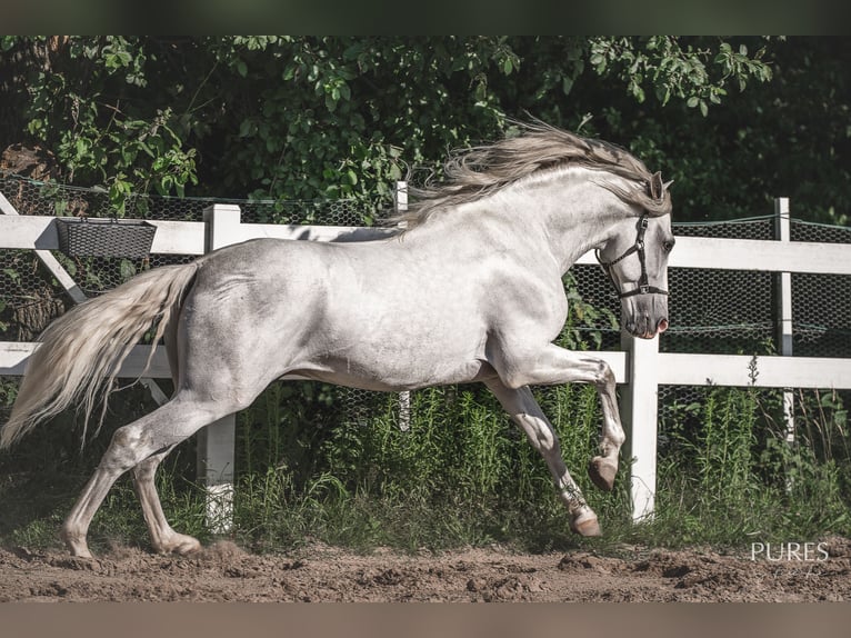 PRE Mestizo Semental 6 años 162 cm White/Blanco in Loxstedt
