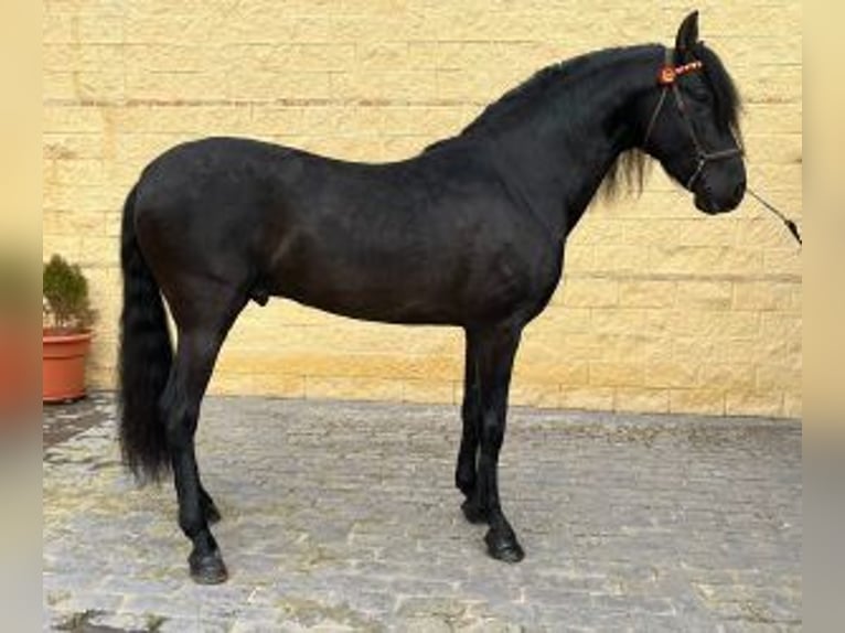 PRE Mestizo Semental 6 años 163 cm Negro in MADRID