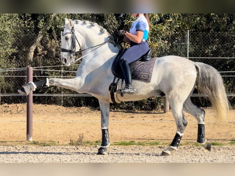 PRE Mestizo Semental 6 años 163 cm Tordo in Barcelona