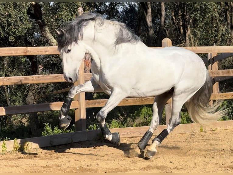 PRE Mestizo Semental 6 años 163 cm Tordo in Barcelona