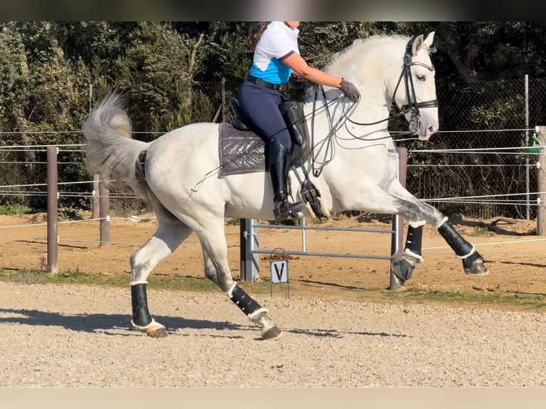 PRE Mestizo Semental 6 años 163 cm Tordo in Barcelona