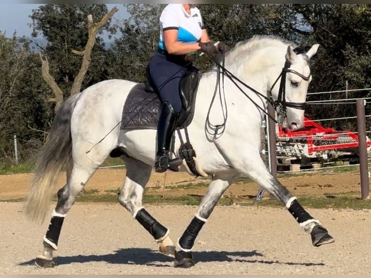 PRE Mestizo Semental 6 años 163 cm Tordo in Barcelona