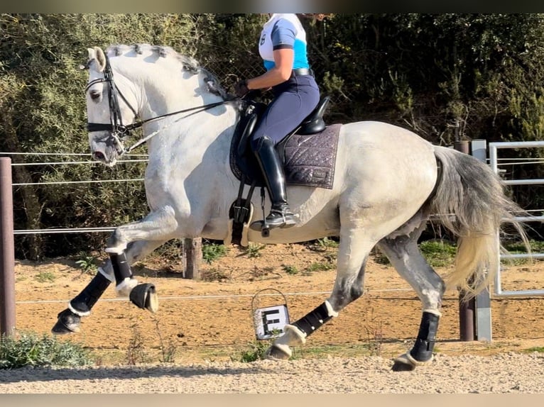 PRE Mestizo Semental 6 años 163 cm Tordo in Barcelona
