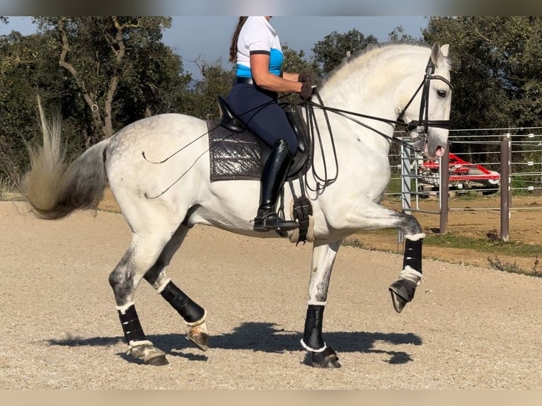 PRE Mestizo Semental 6 años 163 cm Tordo in Barcelona