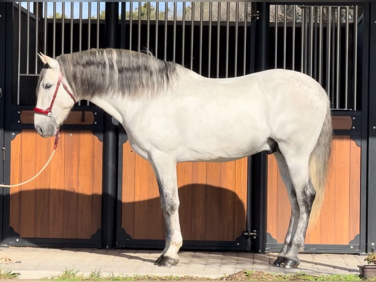 PRE Mestizo Semental 6 años 163 cm Tordo in Barcelona